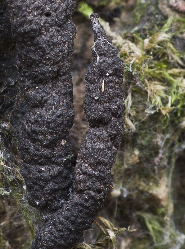 Xylaria digitata